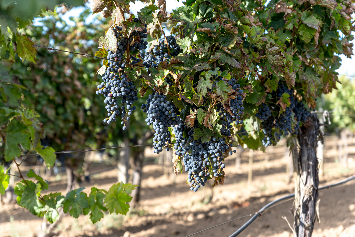 Приемка сортоопытов винограда на Крымском филиале Госсорткомиссии
