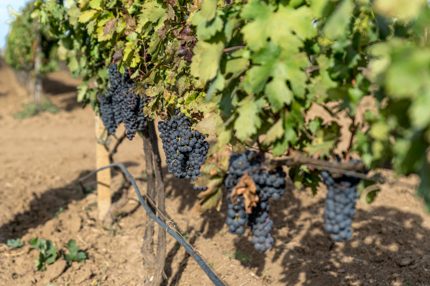 Приемка сортоопытов винограда на Крымском филиале Госсорткомиссии