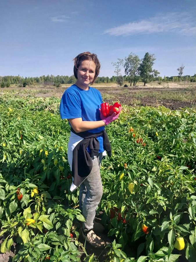 Специалисты Среднеахтубинского ГСУ филиала по Волгоградской и Астраханской областям завершили сбор урожая