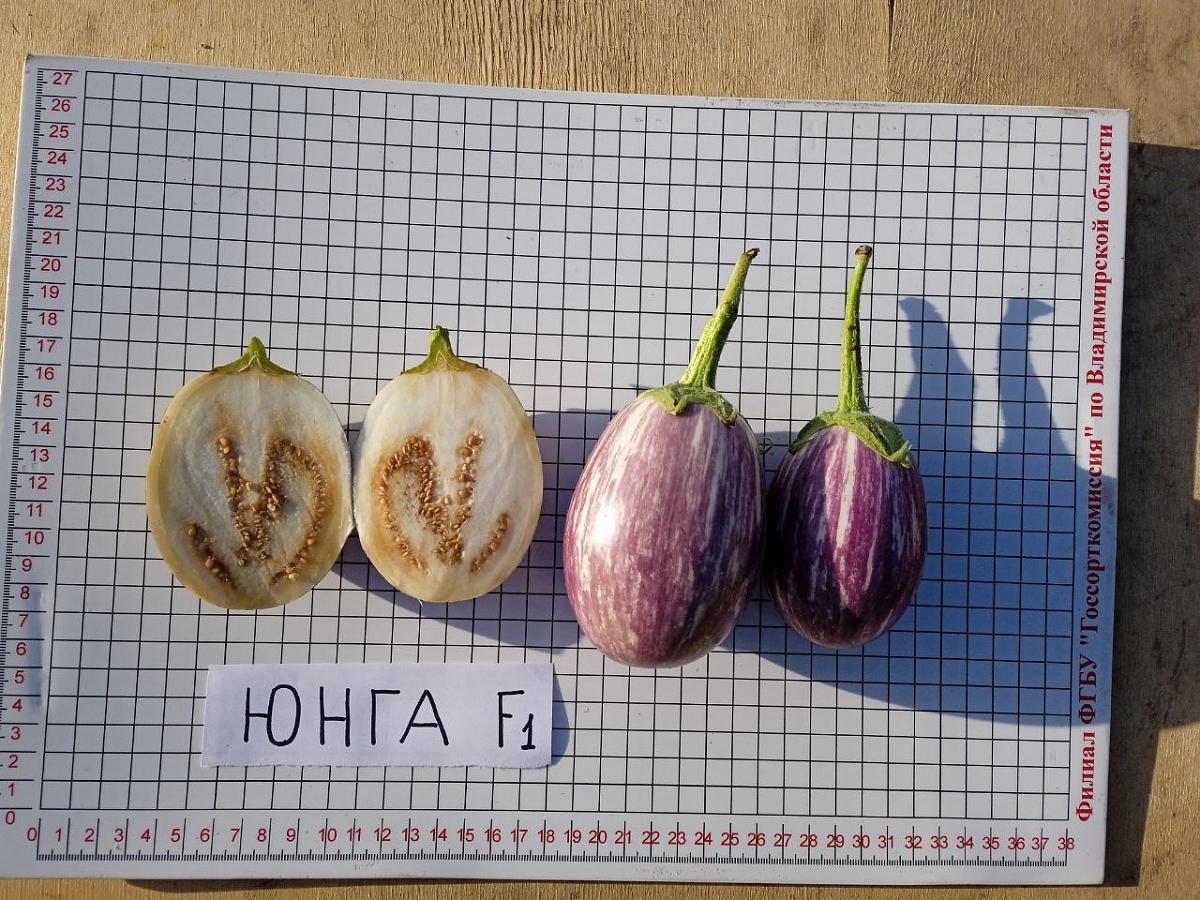 Мини баклажан ЮНГА