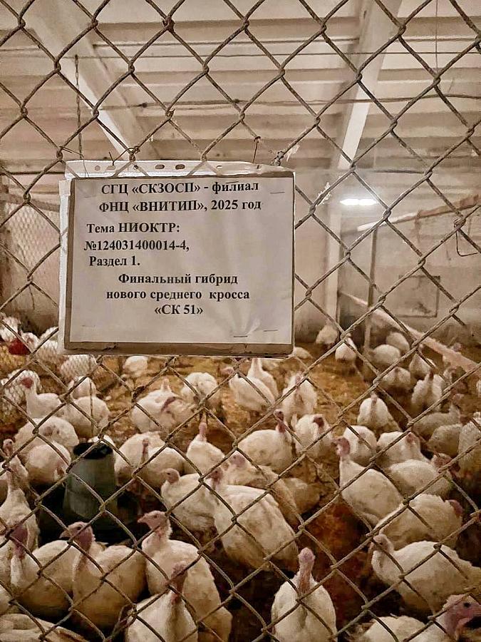 Техническое заключение комиссии по испытаниям кросса индеек СК 51