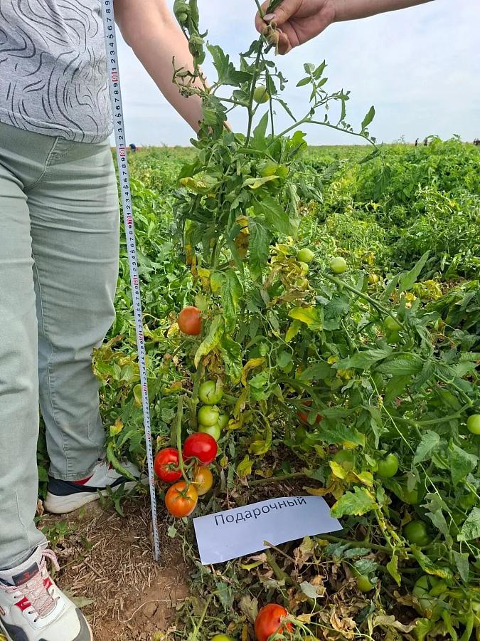 Специалисты Городищенского ГСУ провели выездной осмотр томатов