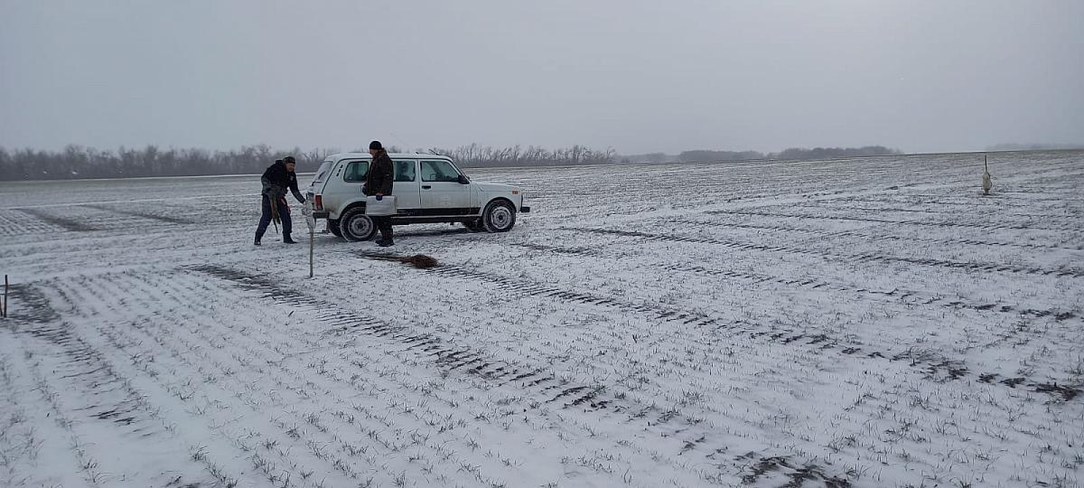На госсортоучастках филиала ФГБУ «Госсорткомиссия» по Ростовской области проводится мониторинг состояния озимых культур
