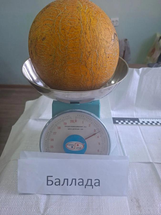 Специалисты Госсорткомиссии оценили перспективы дыни «Баллада» на Быковской бахчевой станции