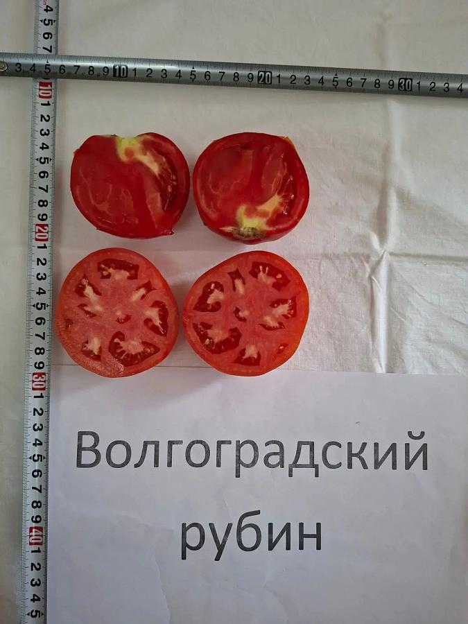 Специалисты Городищенского ГСУ провели выездной осмотр томатов