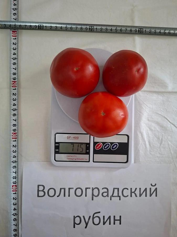 Специалисты Городищенского ГСУ провели выездной осмотр томатов