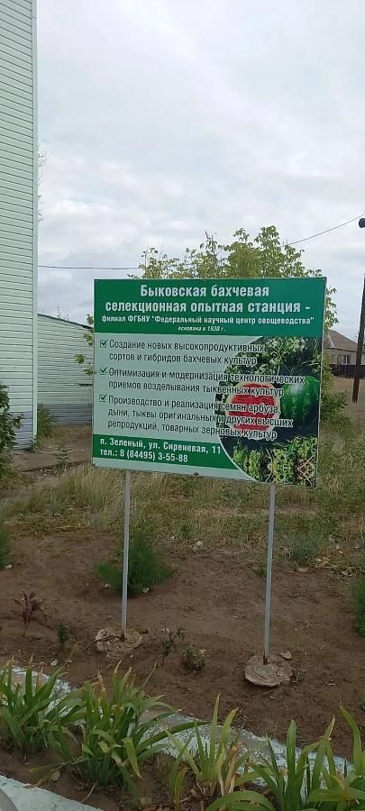 Специалисты Госсорткомиссии оценили перспективы дыни «Баллада» на Быковской бахчевой станции