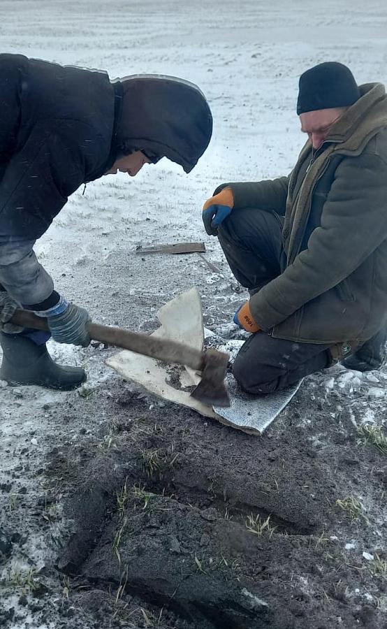 На госсортоучастках филиала ФГБУ «Госсорткомиссия» по Ростовской области проводится мониторинг состояния озимых культур