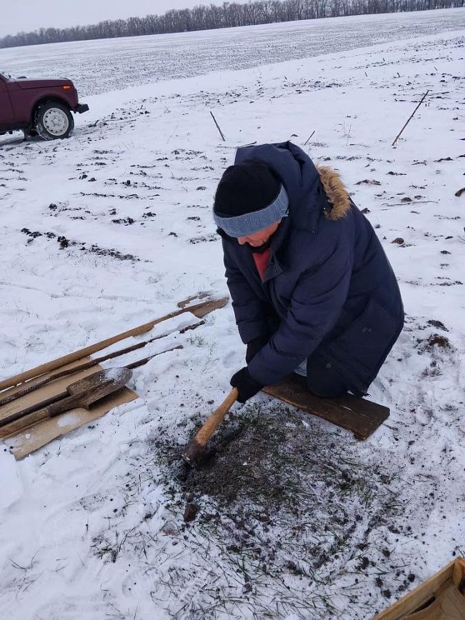 На госсортоучастках филиала ФГБУ «Госсорткомиссия» по Ростовской области проводится мониторинг состояния озимых культур